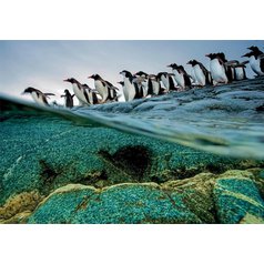 Puzzle 39730 National Geographic tučňáci 1000 dílků