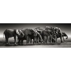 Puzzle 39836 Stádo slonů - 1000 dílků panorama